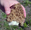 Morchella esculenta 